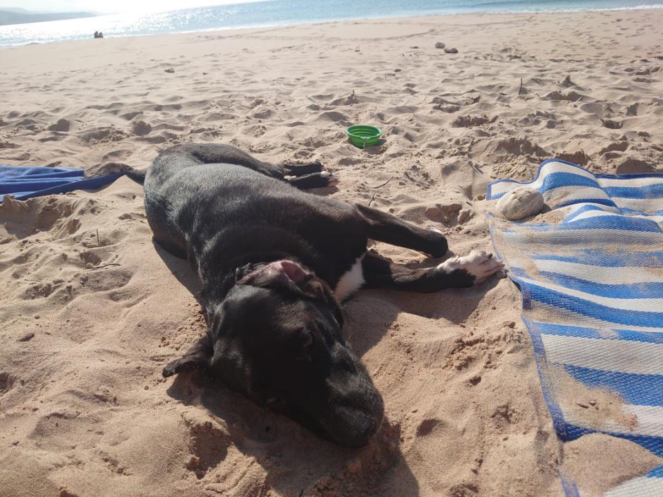 Pes plážový, Playa de Gerra